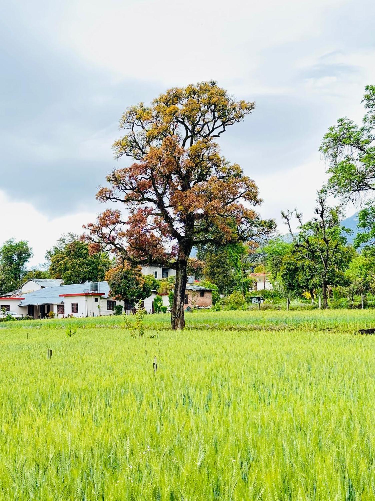 Dreamwoods A Travellers Farm Dharamshala Exterior foto